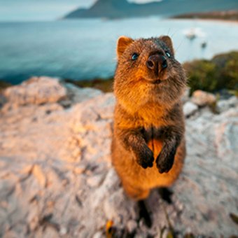 A quokka sits to the right of the photo, peering into the camera with it's snout pointed upwards. It looks friendly. In the background is an impressive view of the ocean at Rottnest.